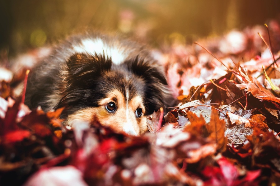 chien automne