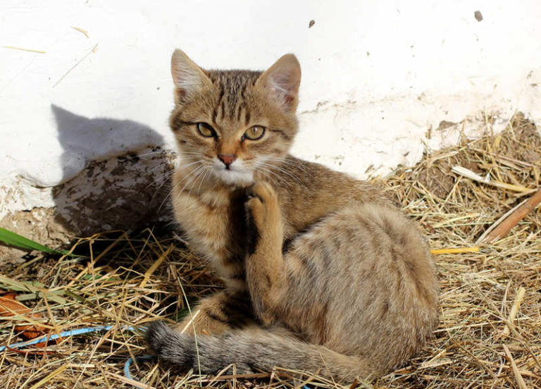 chat gratte