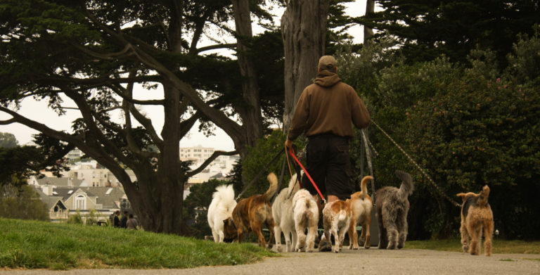 dog sitter