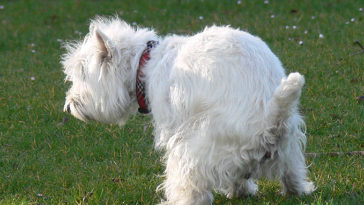 chien caca
