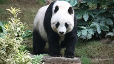panda géant