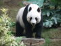 panda géant