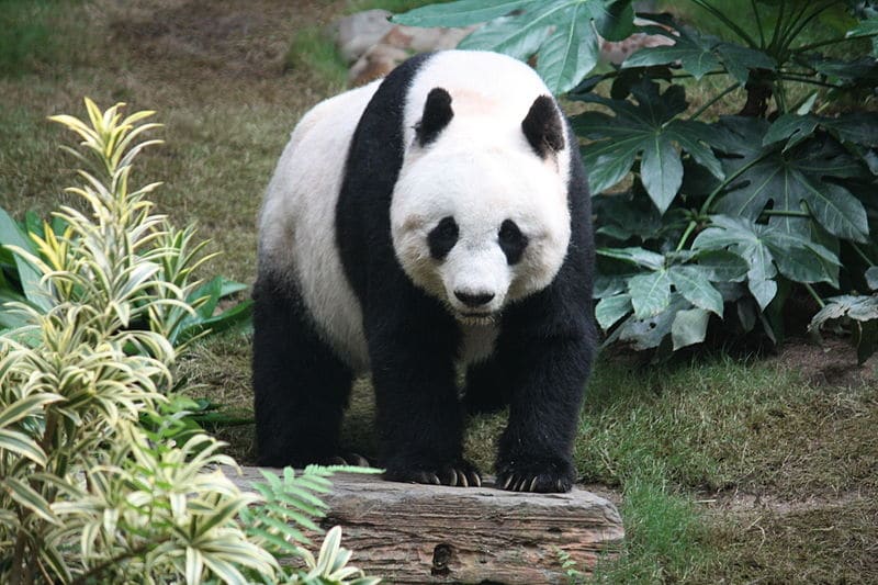 panda géant