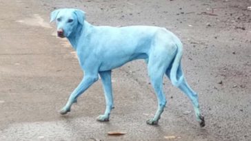 chien bleu