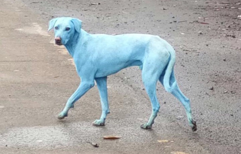 chien bleu