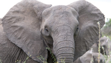 éléphant