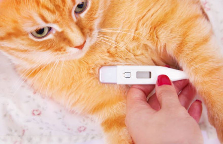 chat thermometre température