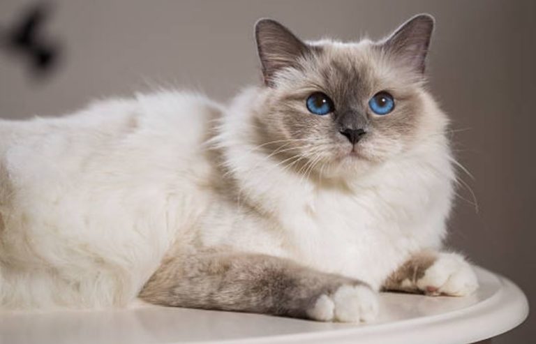 chat Sacré de Birmanie