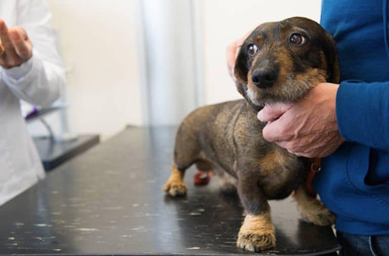 chien peur vétérinaire