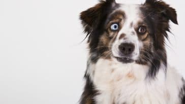 chien berger australien