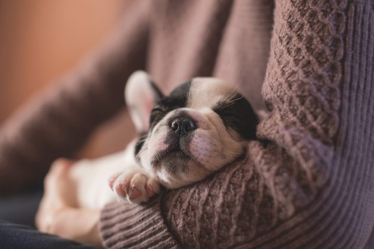chiot