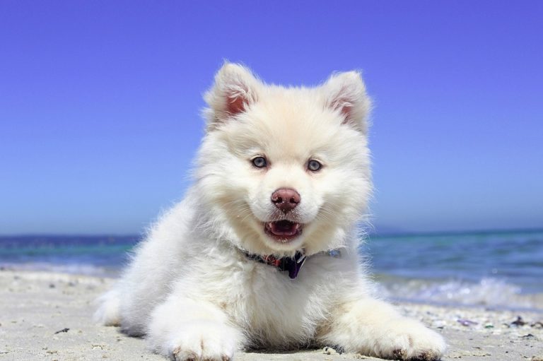 chien plage