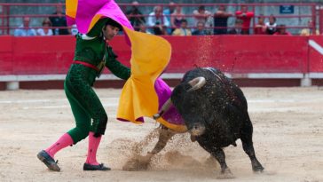 taureau torero corrida