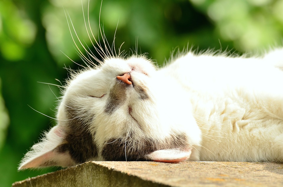 chat couché dort soleil