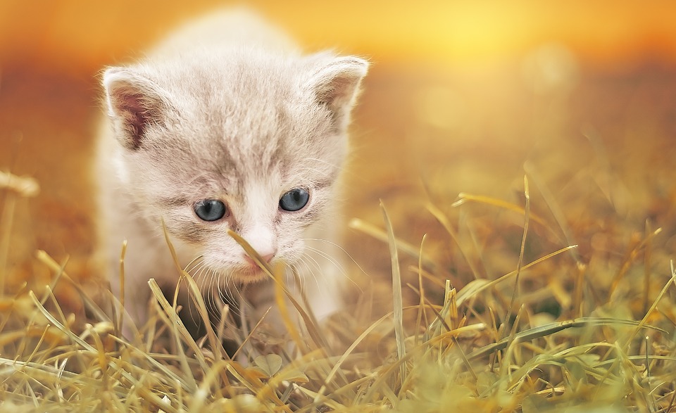 chaton