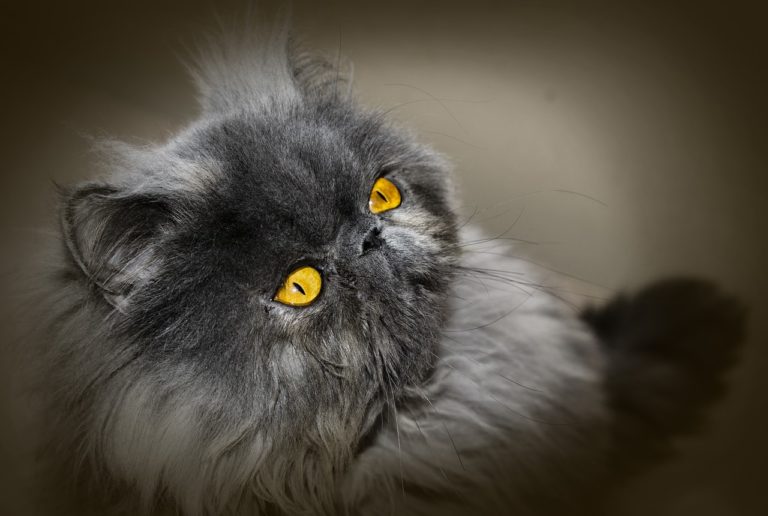 chat persan