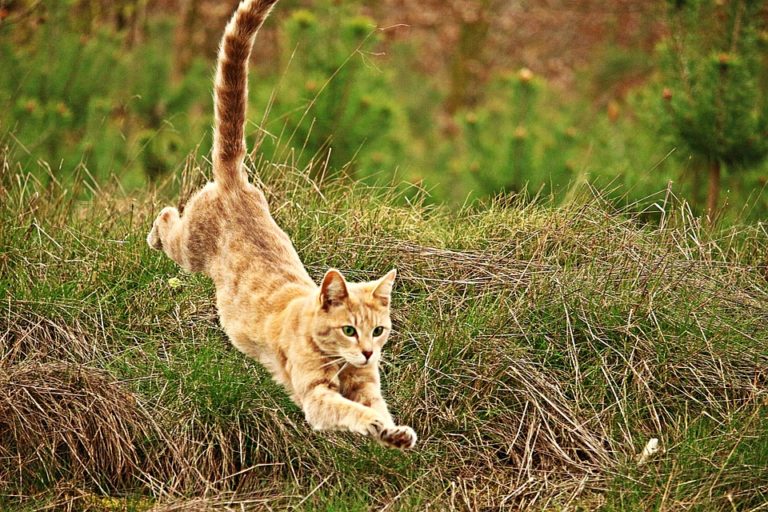 chat saut