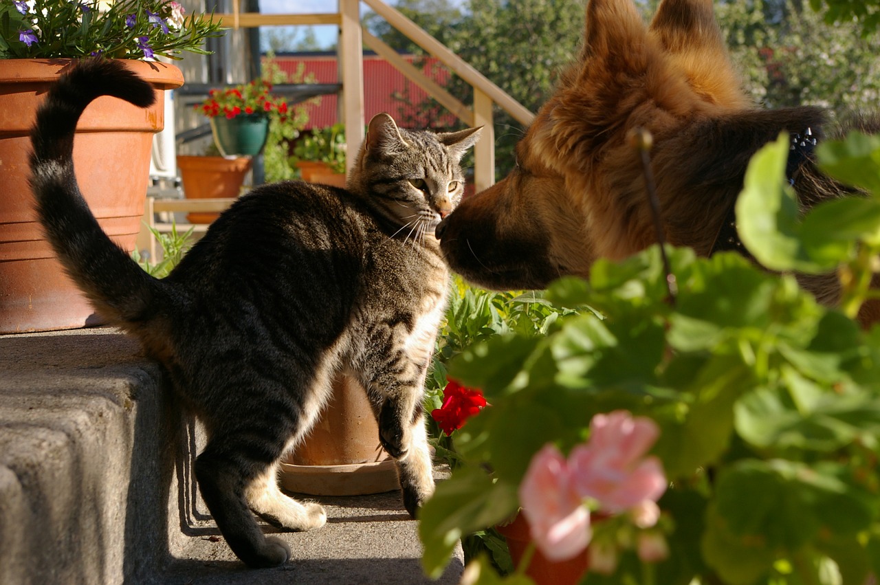 chat chien