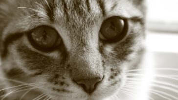 chat