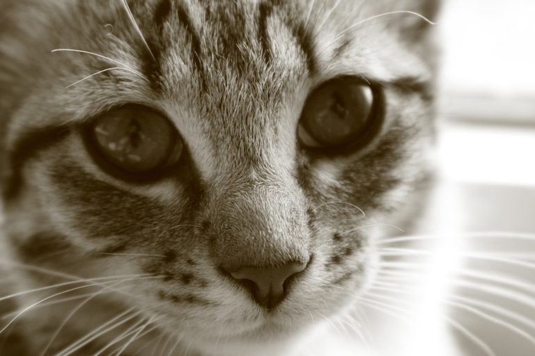 chat