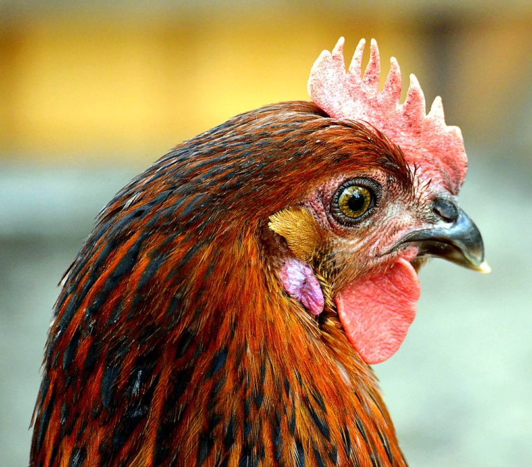 poule