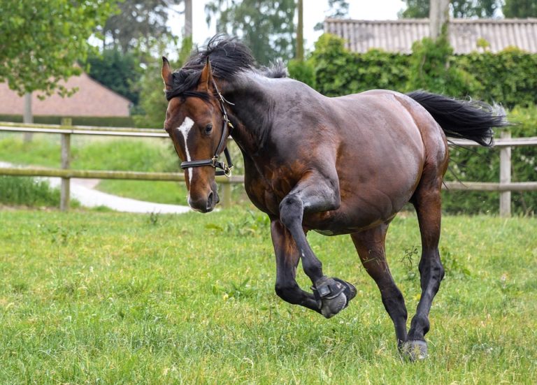 cheval