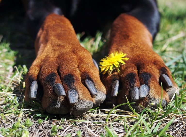 griffes chien