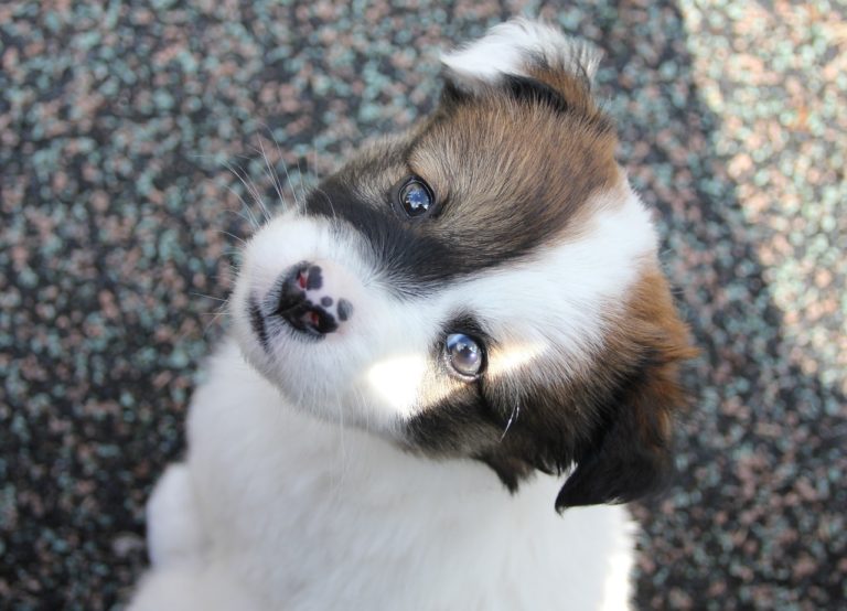 chiot