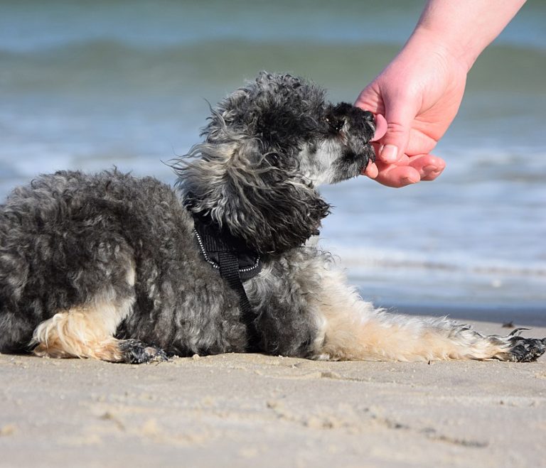 chien lèche