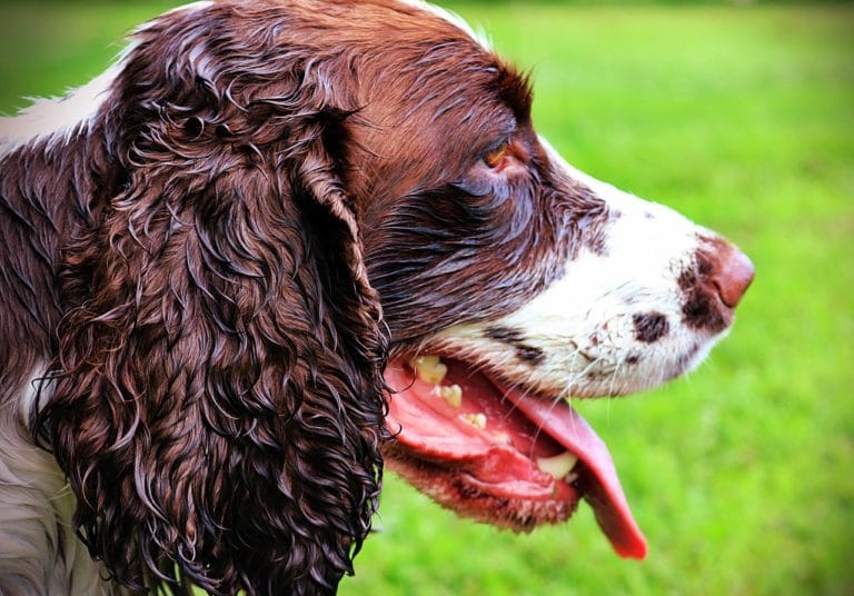 chien épagneul