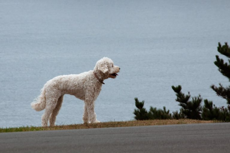 chien route