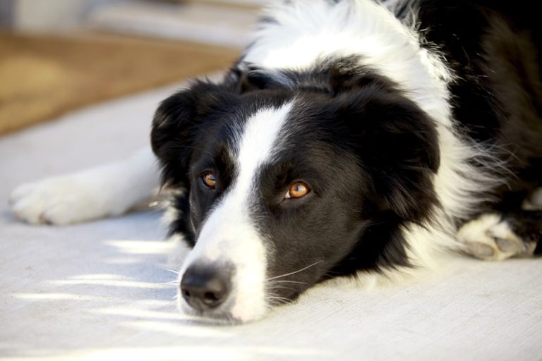 chien border collie couché