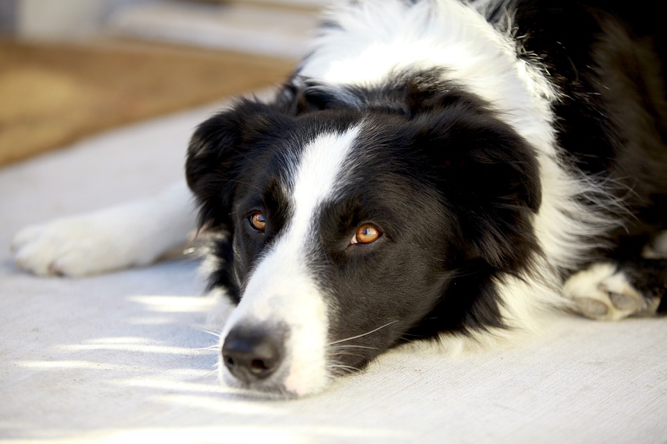 chien border collie couché