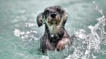 chien eau nage
