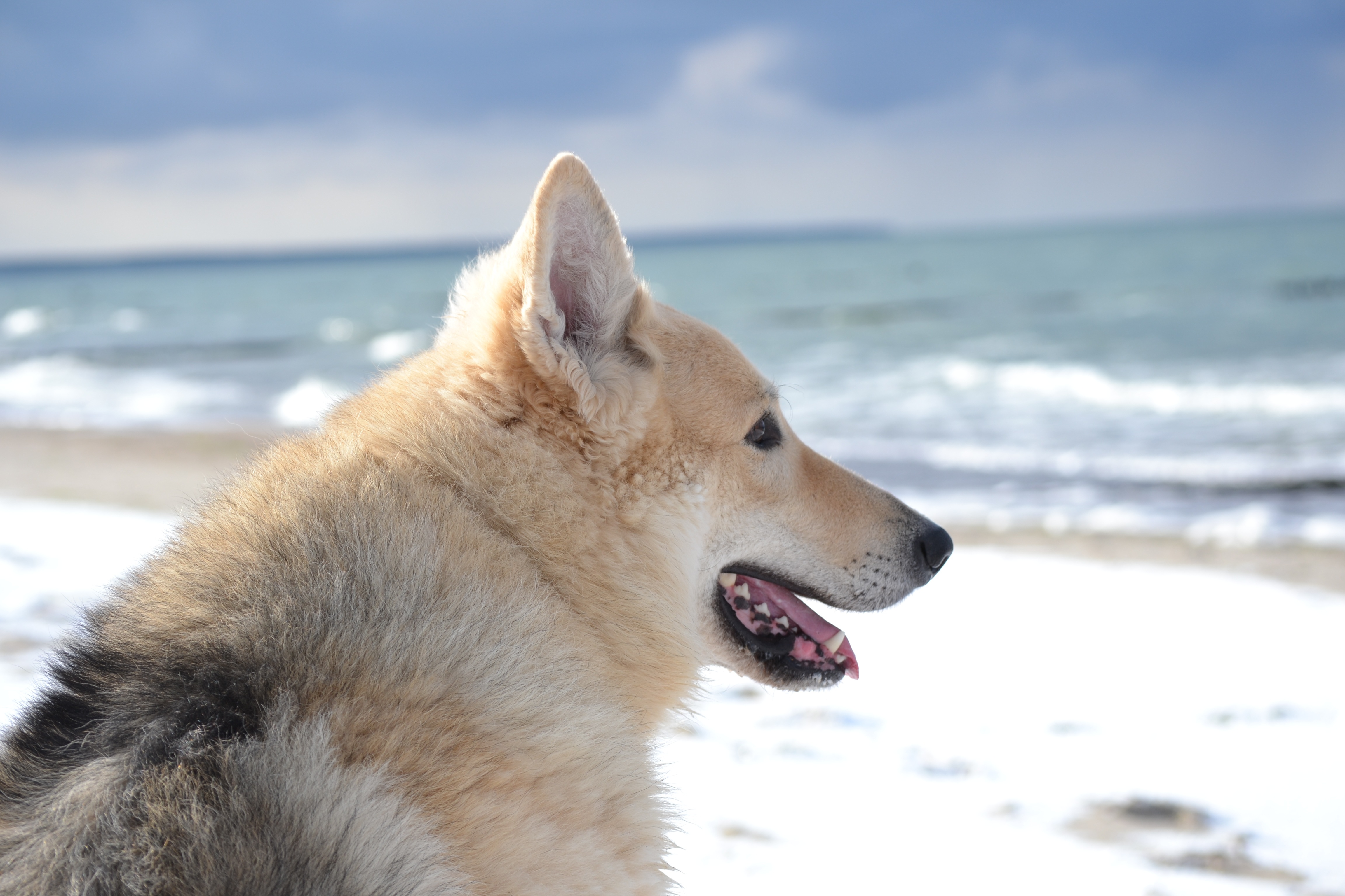 chien plage