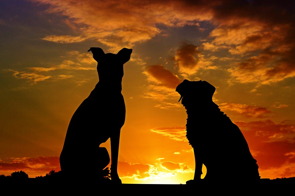 chiens