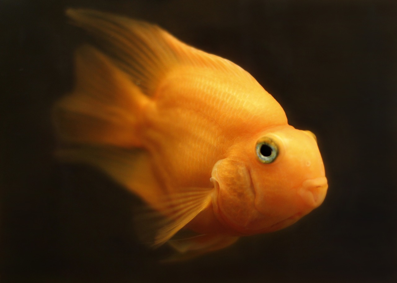 poisson