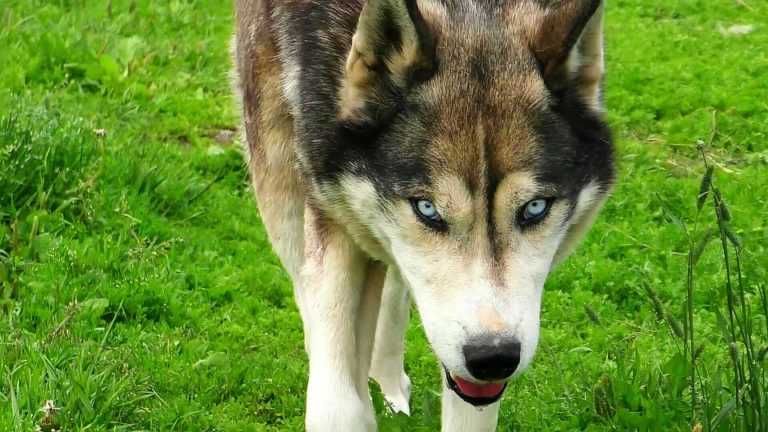 chien husky