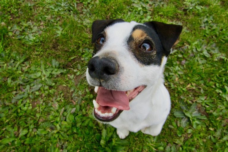 chien jack russell heureux