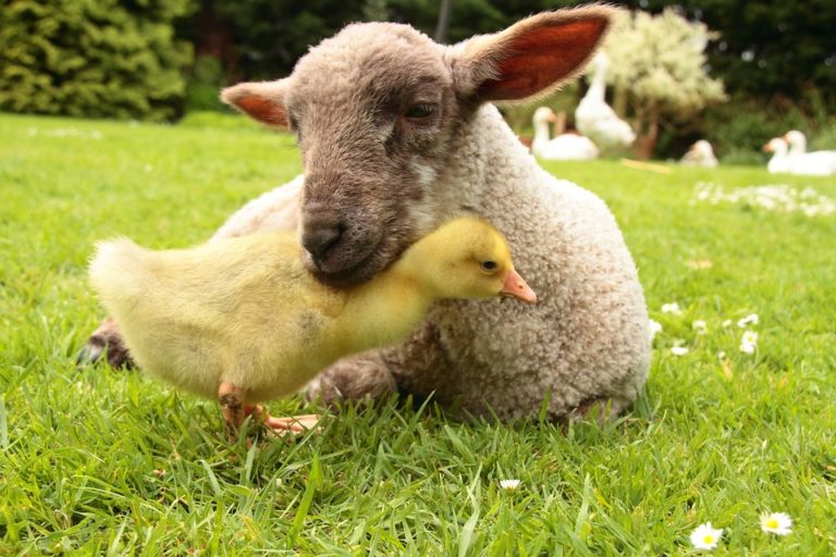 mouton poussin