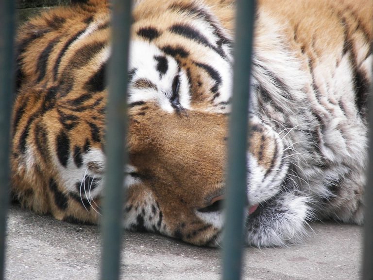 tigre cage