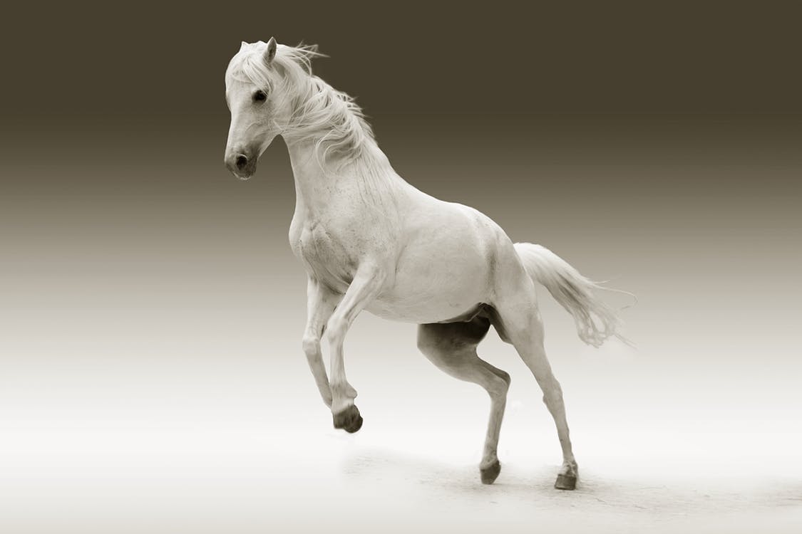 cheval blanc