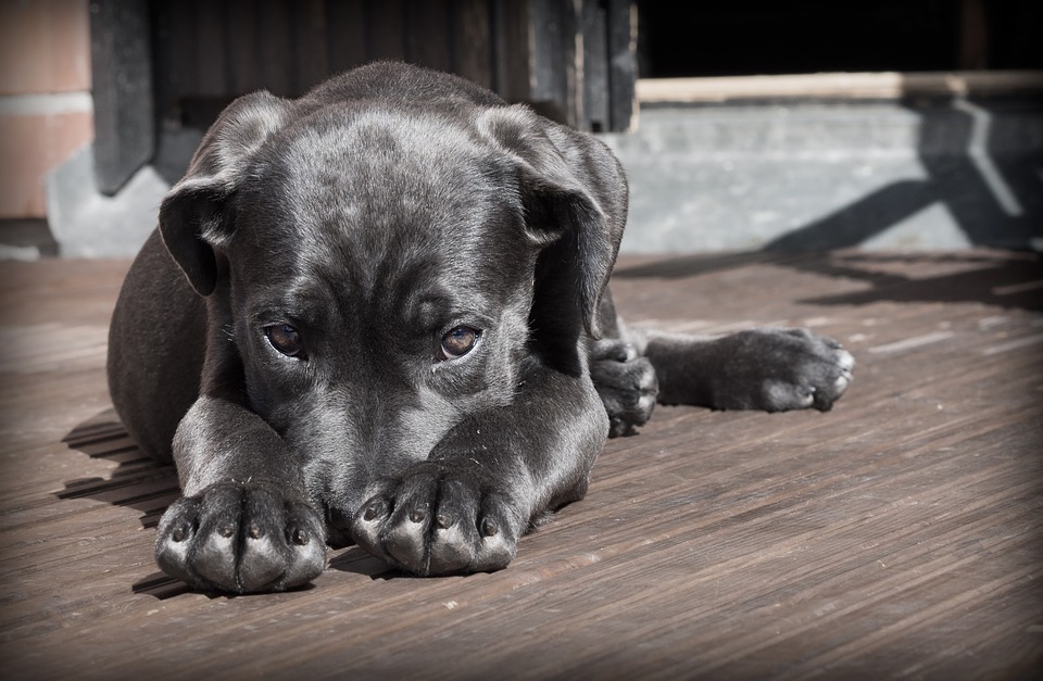 chien noir couché