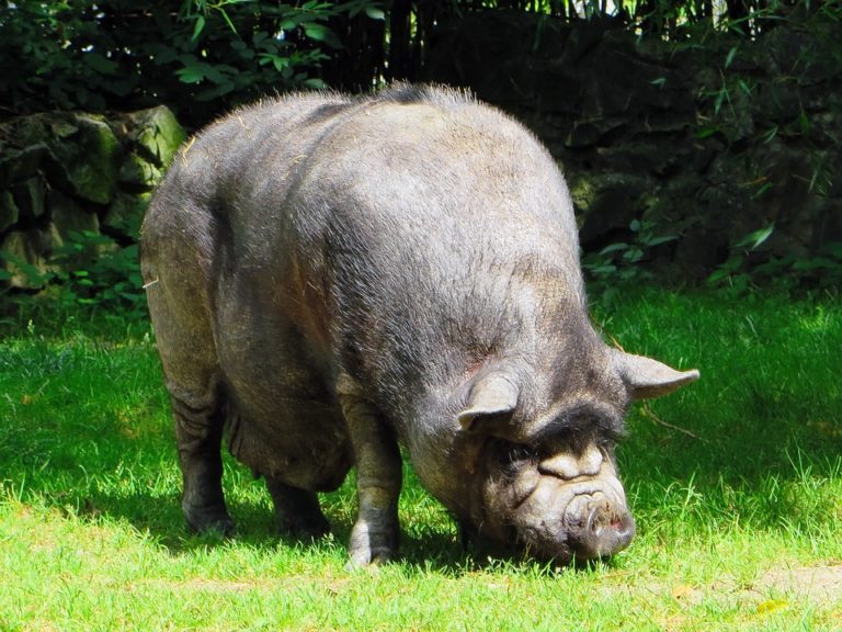 cochon vietnamien