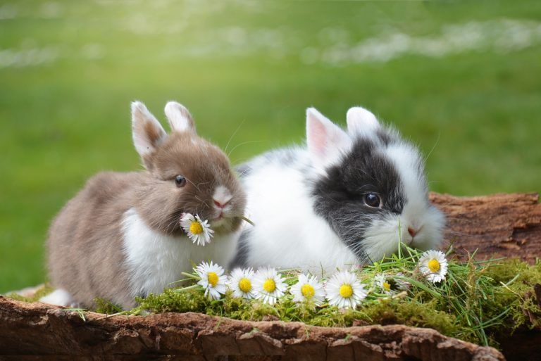 lapins