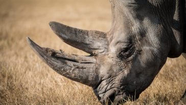 rhinocéros
