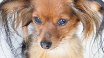 chien russkiy toy petit chien russe