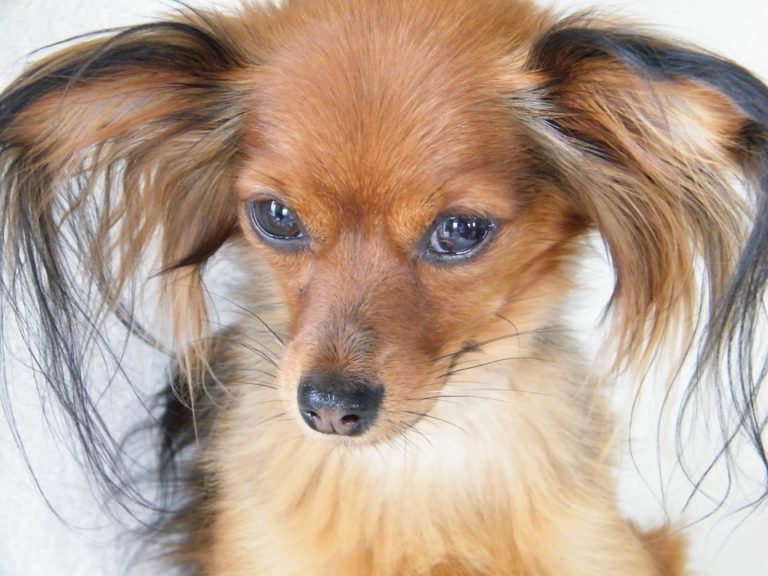 chien russkiy toy petit chien russe