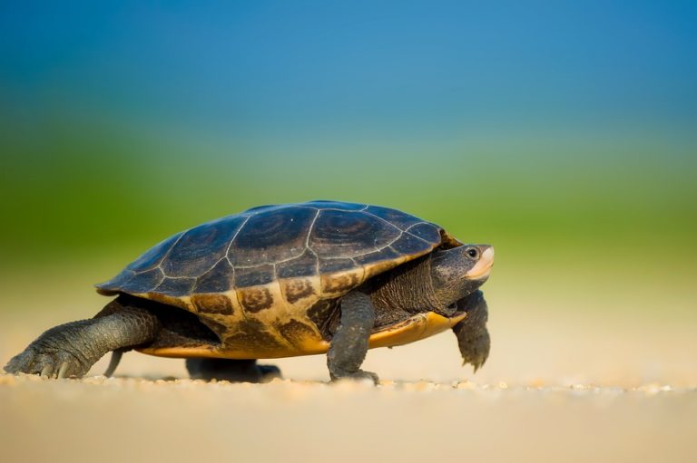 tortue