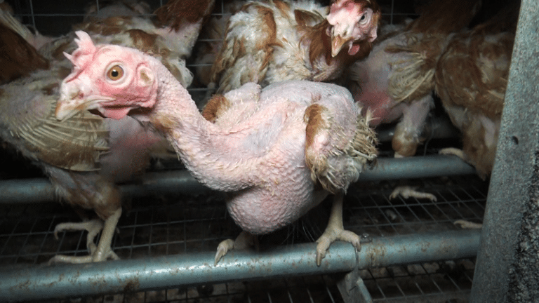poules élevage